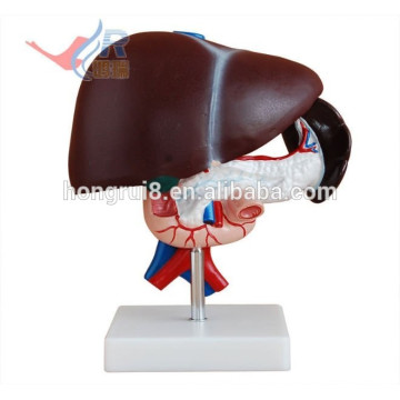 ISO Anatomical liver model with pancreas and duodenum Model